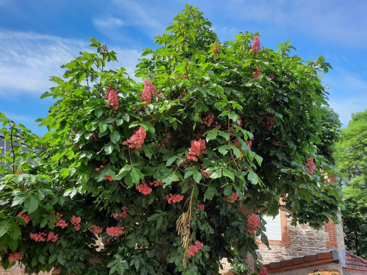 Saint-Victor-sur-Rhins Le Clos Des Soyeux מראה חיצוני תמונה